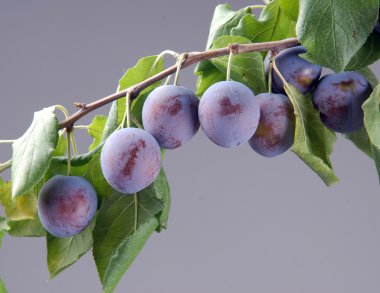 Ripe plums on a branch clipart