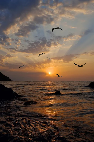 Seagulls fly against a rising sun — Stock Photo, Image