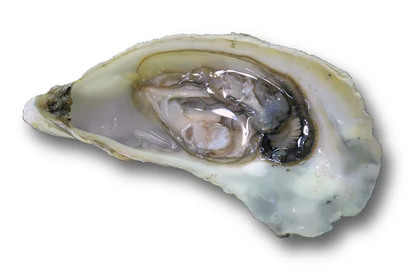 Open oyster — Fotografie, imagine de stoc