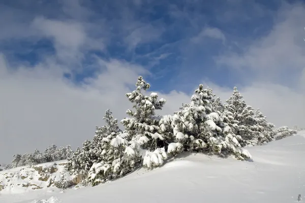 Kožešina stromy pod sněhem — Stock fotografie
