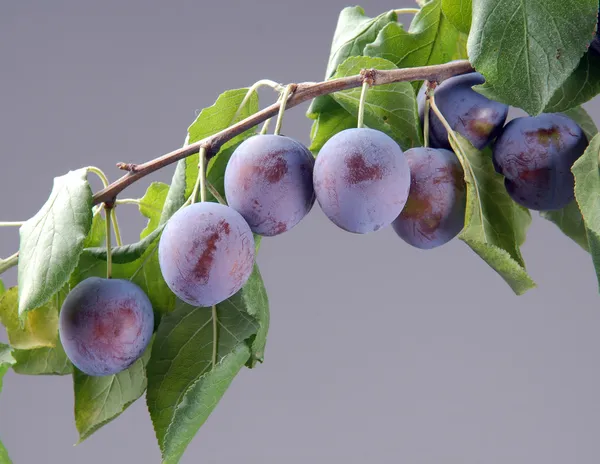 Ripe plums on a branch — Stock Photo, Image