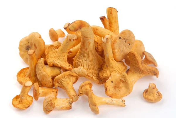 Funghi finferli — Foto Stock