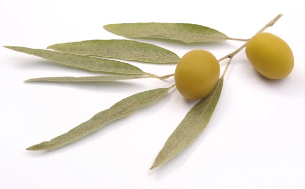 Grön oliv på gren — Stockfoto