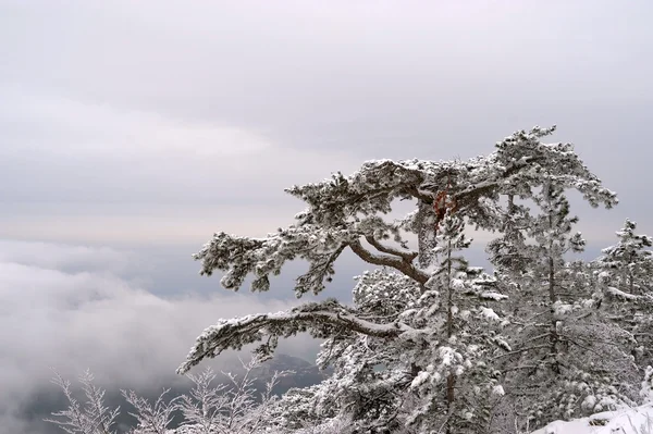 Krymská borovice ve sněhu — Stock fotografie