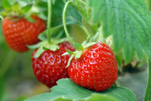 Erdbeere wächst auf einem Beet — Stockfoto