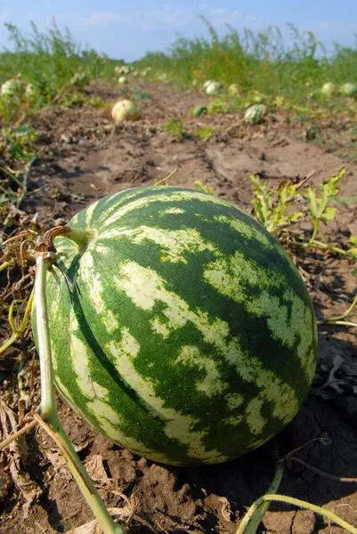 Ripe water-melons — Stock Photo, Image