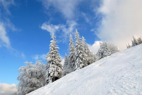 Panorama da floresta de inverno — Fotografia de Stock