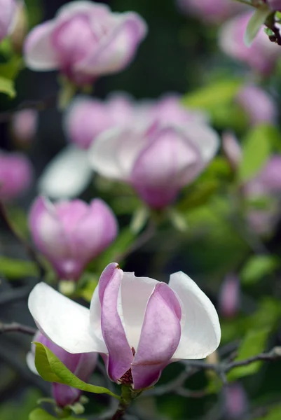 Magnolia ανθοφορίας — Φωτογραφία Αρχείου
