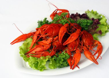 Boiled river lobsters clipart