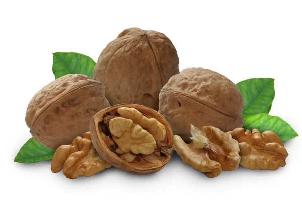 Walnut with leaves and a shell — Stock Photo, Image