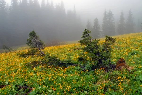 Γούνα-δέντρα σε έναν συγκεντρωτικό μεταξύ κίτρινα λουλούδια — Φωτογραφία Αρχείου