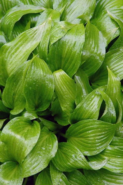 Vlhké zelené listy — Stock fotografie