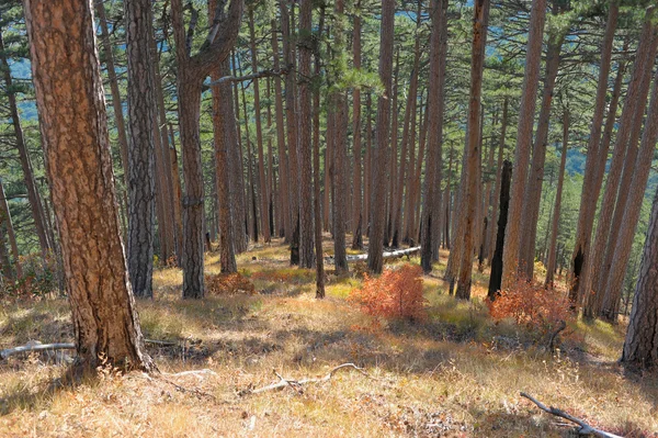 Madera de pino en laderas Ah-petri —  Fotos de Stock
