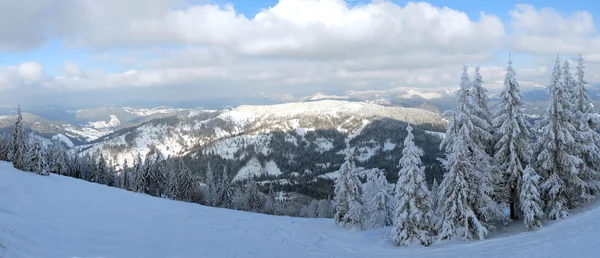 Panorama del bosque de invierno —  Fotos de Stock