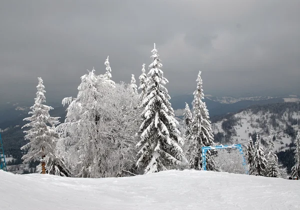 Panorama del bosque de invierno — Foto de Stock