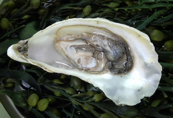 Відкриті oyster — стокове фото