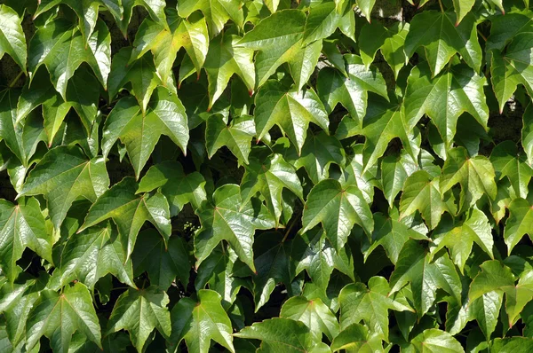 stock image Green leaves of an ivy