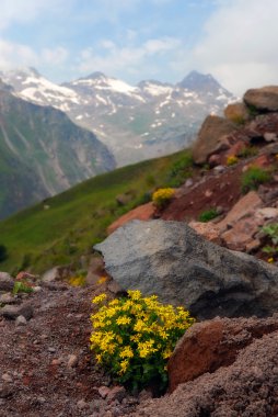 The Alpine flowers in stones clipart