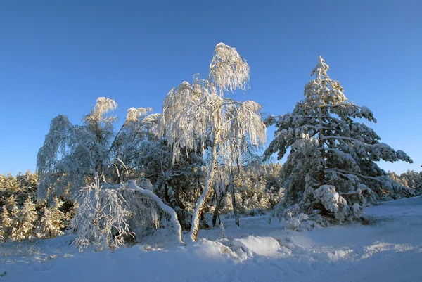 Birken im Raureif im Winter — Stockfoto
