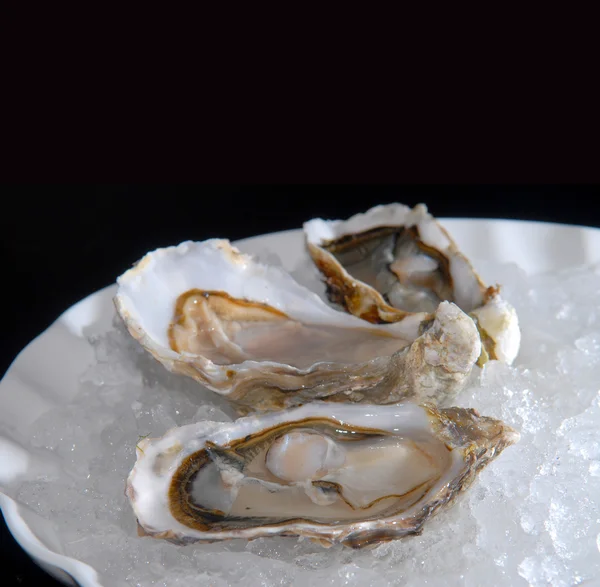 Oysters on a plate with ice — Stock Photo, Image