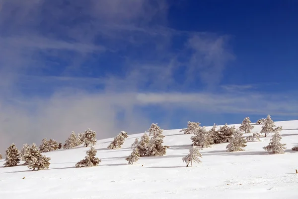 Kožešina stromy pod sněhem — Stock fotografie