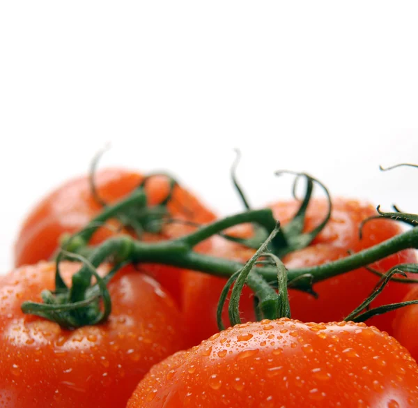 Красные помидоры на ветке — стоковое фото