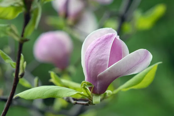 Magnolia înfloritoare — Fotografie, imagine de stoc