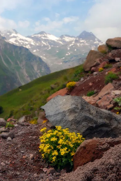 As flores alpinas em pedras — Fotografia de Stock