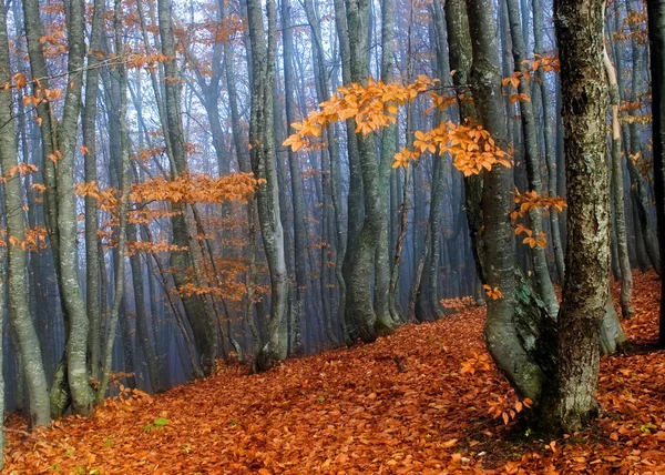 Beechen autumn wood in a blue fog — Stock Photo, Image