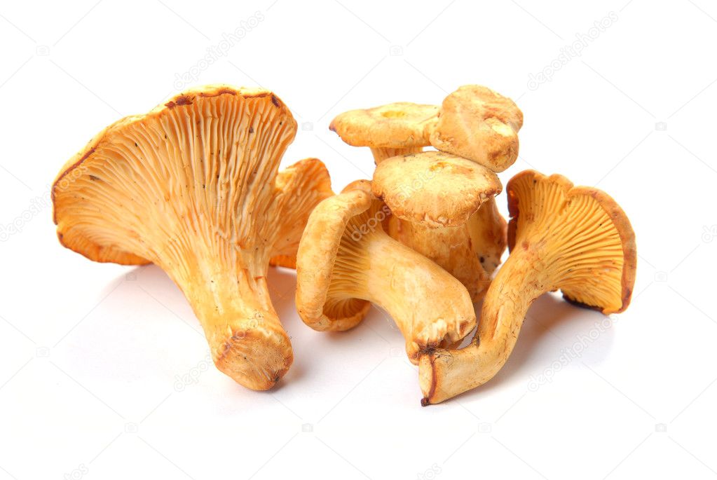 Mushrooms chanterelle