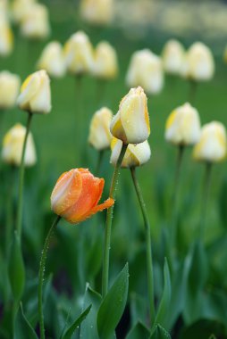 Yellow tulips clipart