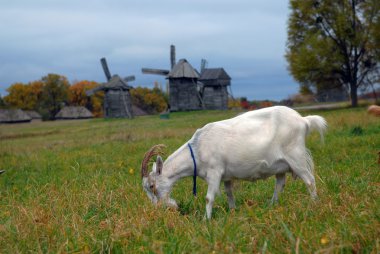 Goats are grazed on a meadow clipart