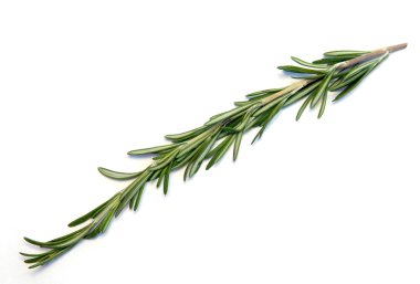 Rosemary clipart