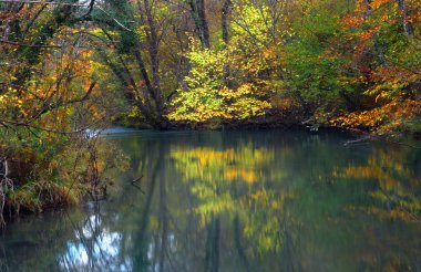 Gold of autumn