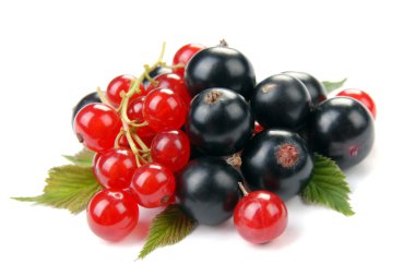 Red and black currant clipart