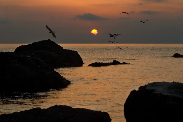 Seagulls fly against a rising sun — Stock Photo, Image