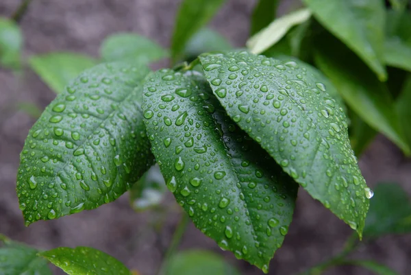 Rain drops on green leaves — Stock Photo, Image