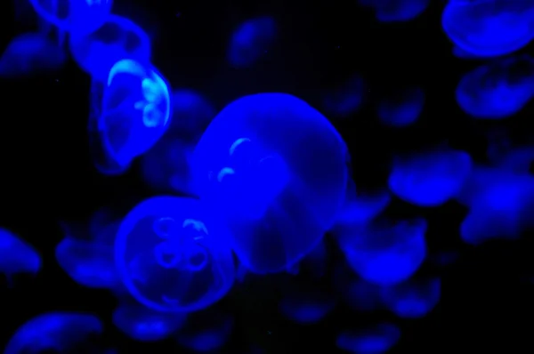 stock image Jellyfishes in ultra-violet light