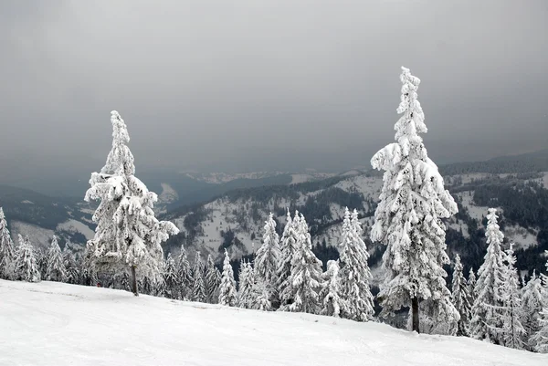 겨울 숲의 파노라마 — 스톡 사진