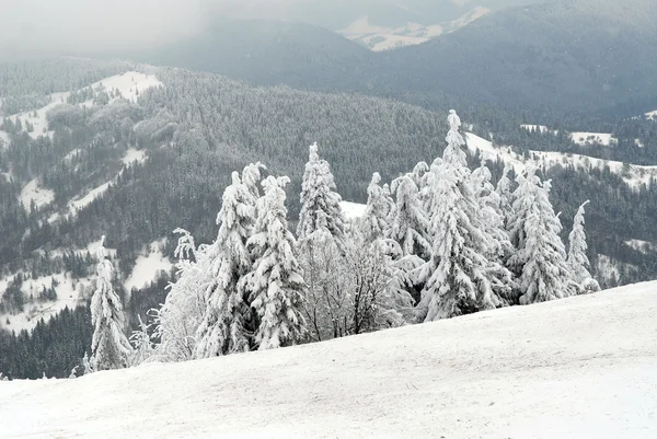 Panorama des Winterwaldes — Stockfoto