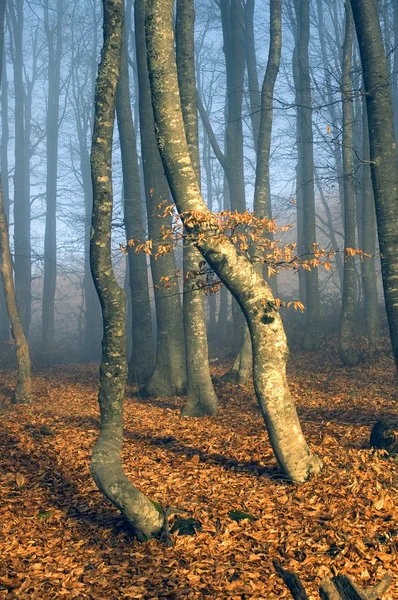 Beukenhout hout in een blauwe mist — Stockfoto