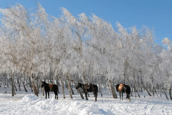 Koně v zasněžených dřevo — Stock fotografie