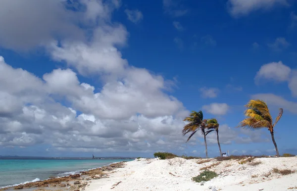 Palmbomen op een koraal strand — Stockfoto
