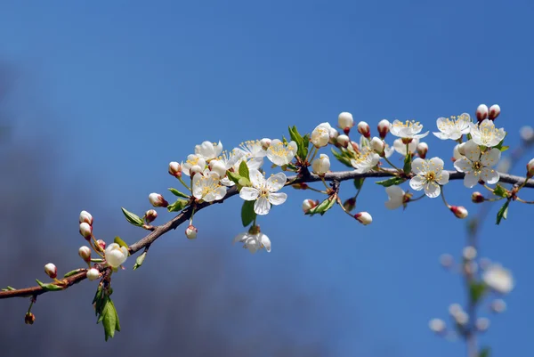 Cherry tree branch — Stock Photo, Image