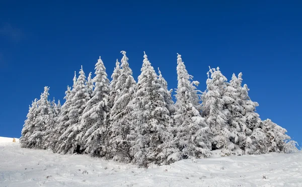 Peles de árvores cobertas de neve — Fotografia de Stock