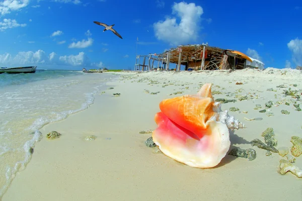 Ehető szívkagyló a tengerpart — Stock Fotó