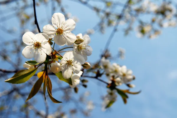 桜の木の枝 — ストック写真