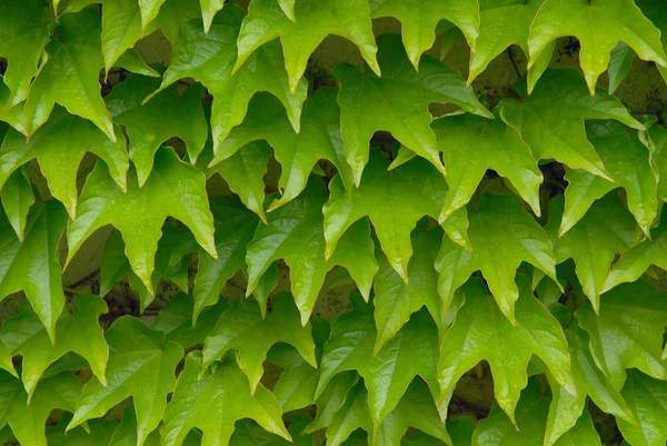 stock image Green leaves of an ivy