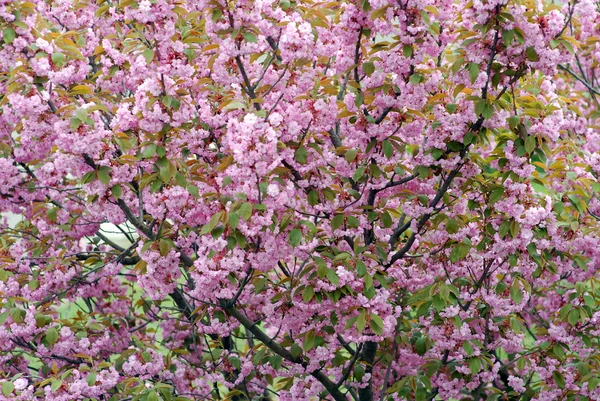 Sakural cherry flowering — Stock Photo, Image