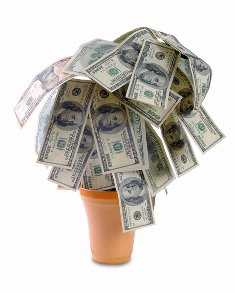 Money grows on a plant in a pot — Stock Photo, Image